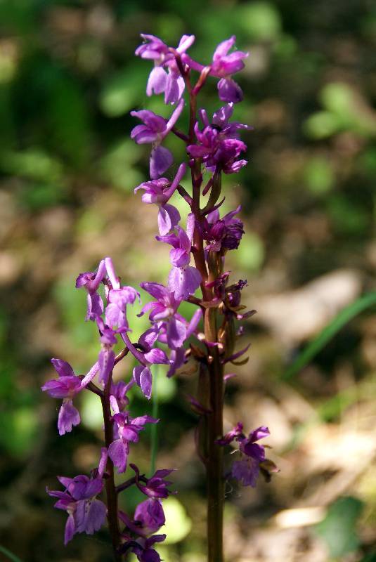 Unser Orchideenpark Bild Nr.030